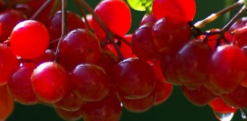 текст песни Калина красная калина вызрела