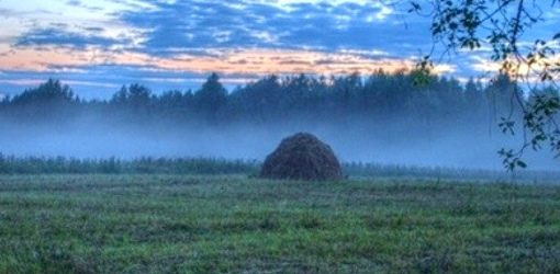 текст песни Ночка луговая